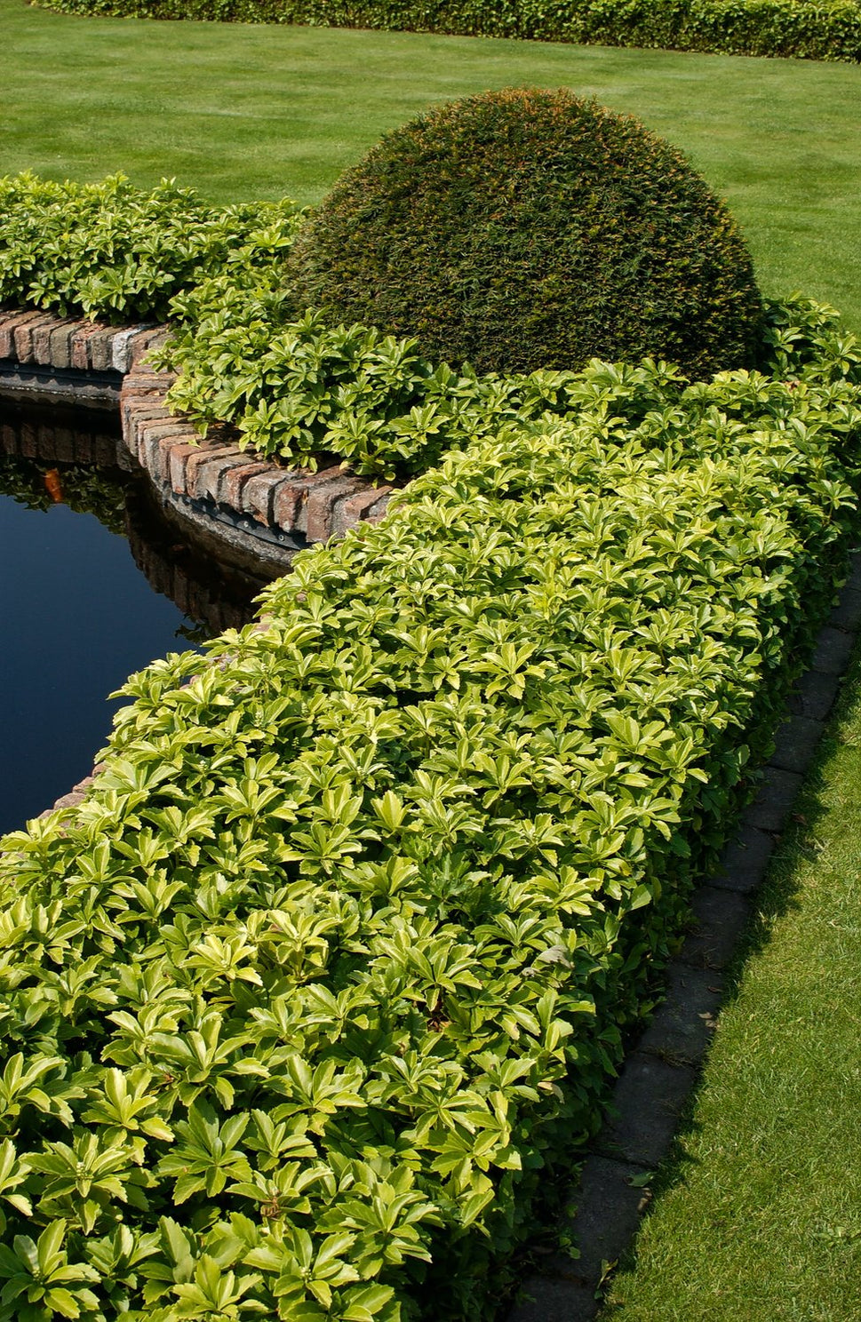Pachysandra terminalis 'Green Carpet'