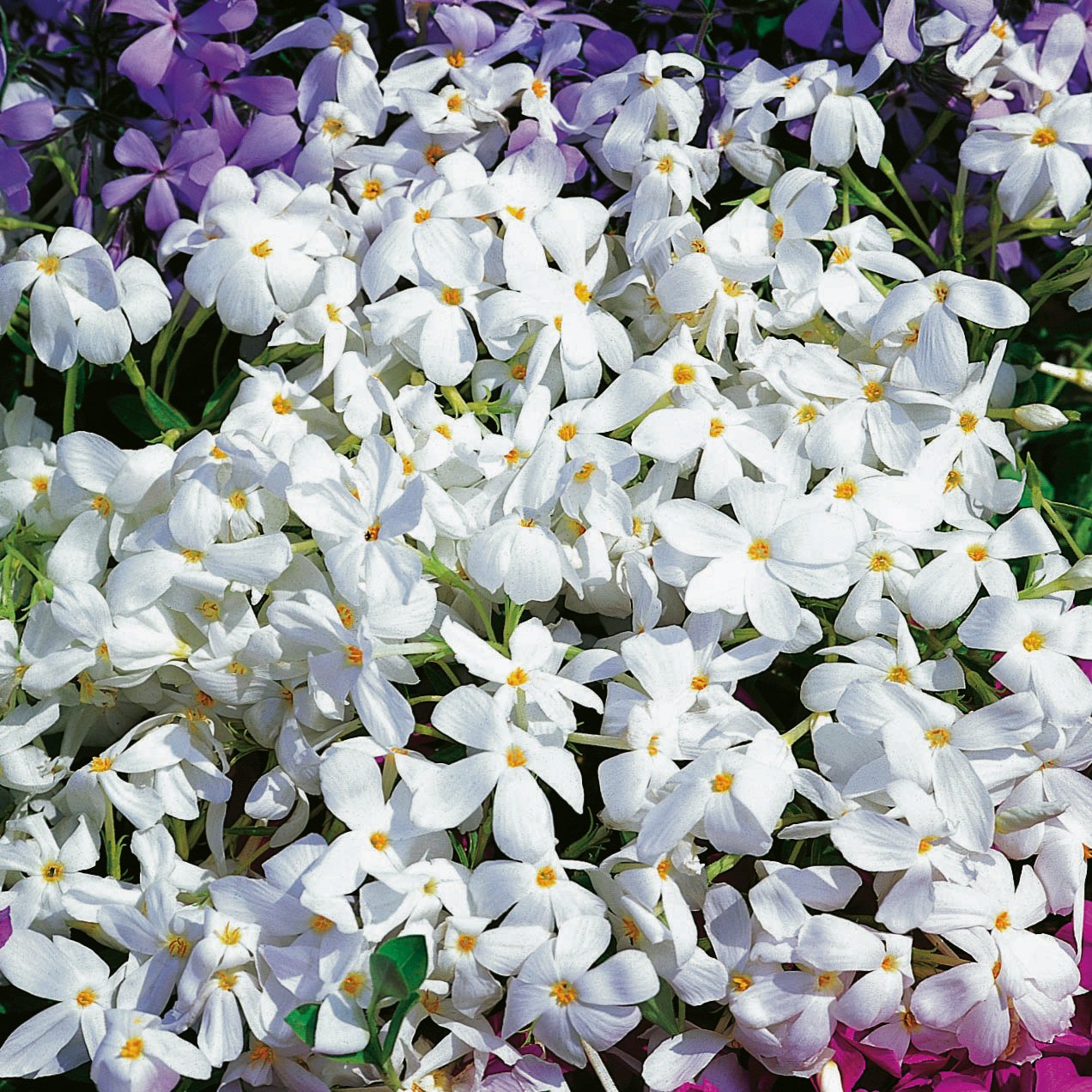 Phlox stolonifera 'Alba'