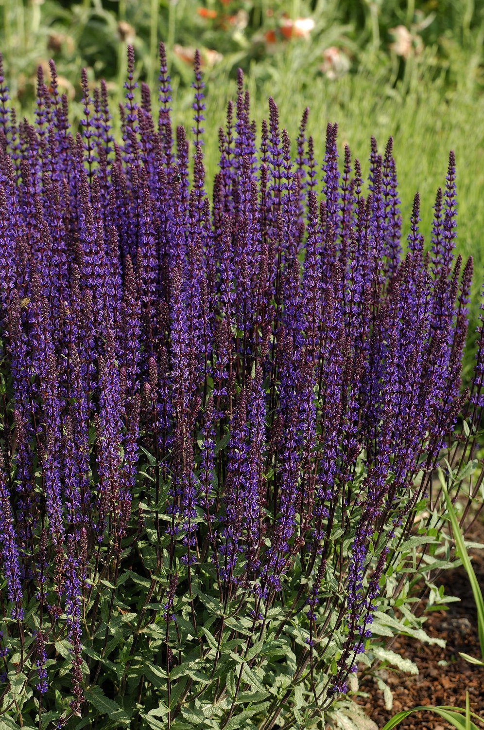 Salvia nemorosa 'Caradonna'