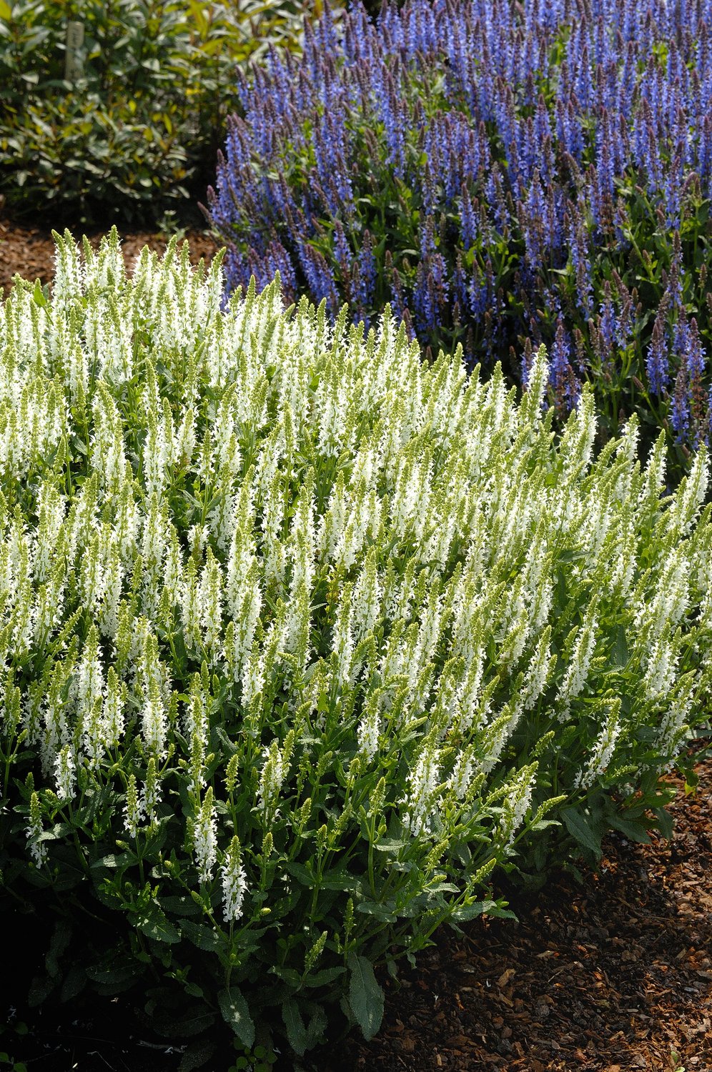 Salvia sylvestris (nemorosa) 'Schneehügel'