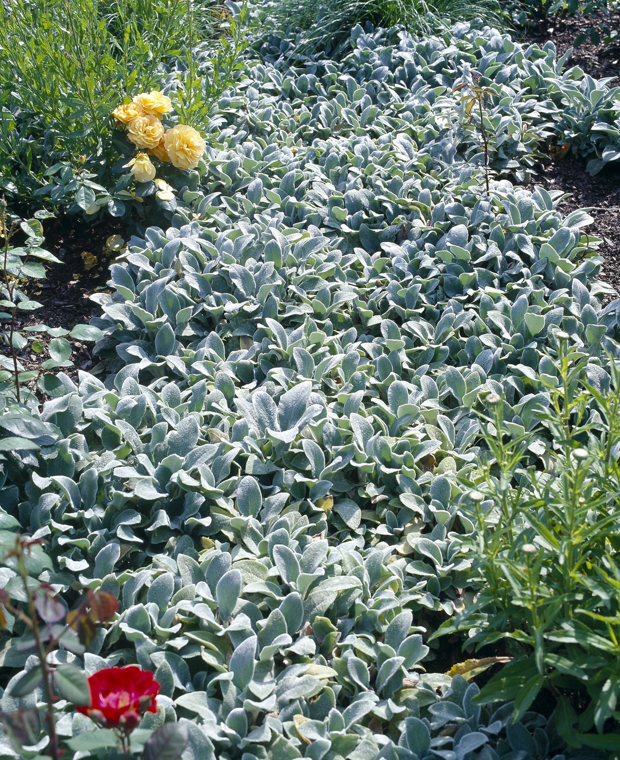 Stachys byzantina 'Silver Carpet'