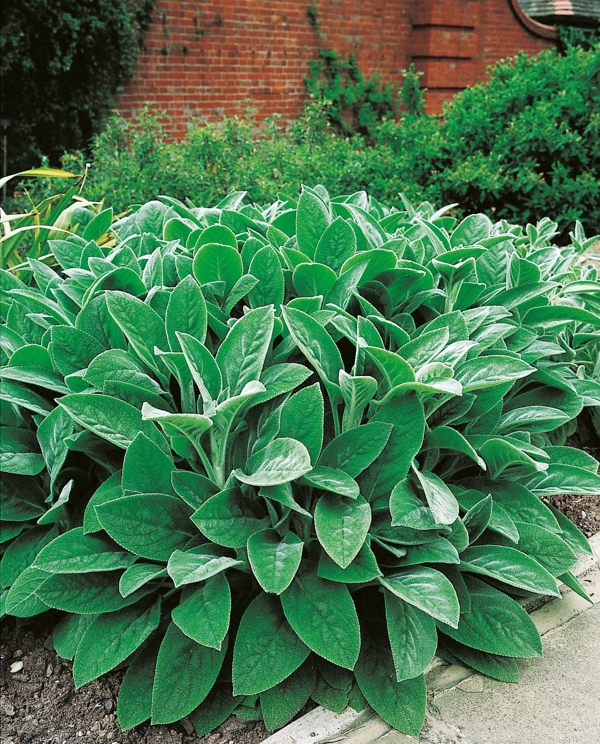 Stachys byzantina 'Big Ears'