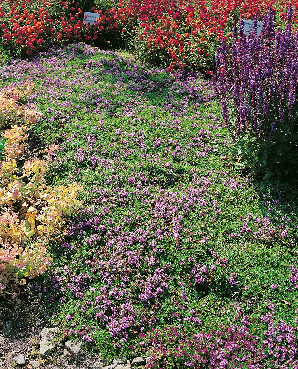 Thymus serpyllum
