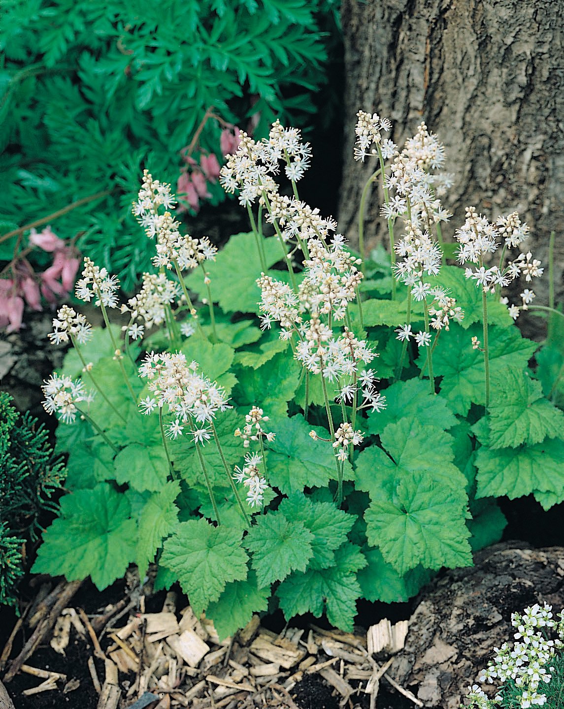 Tiarella cordifolia 'Moorgrün'