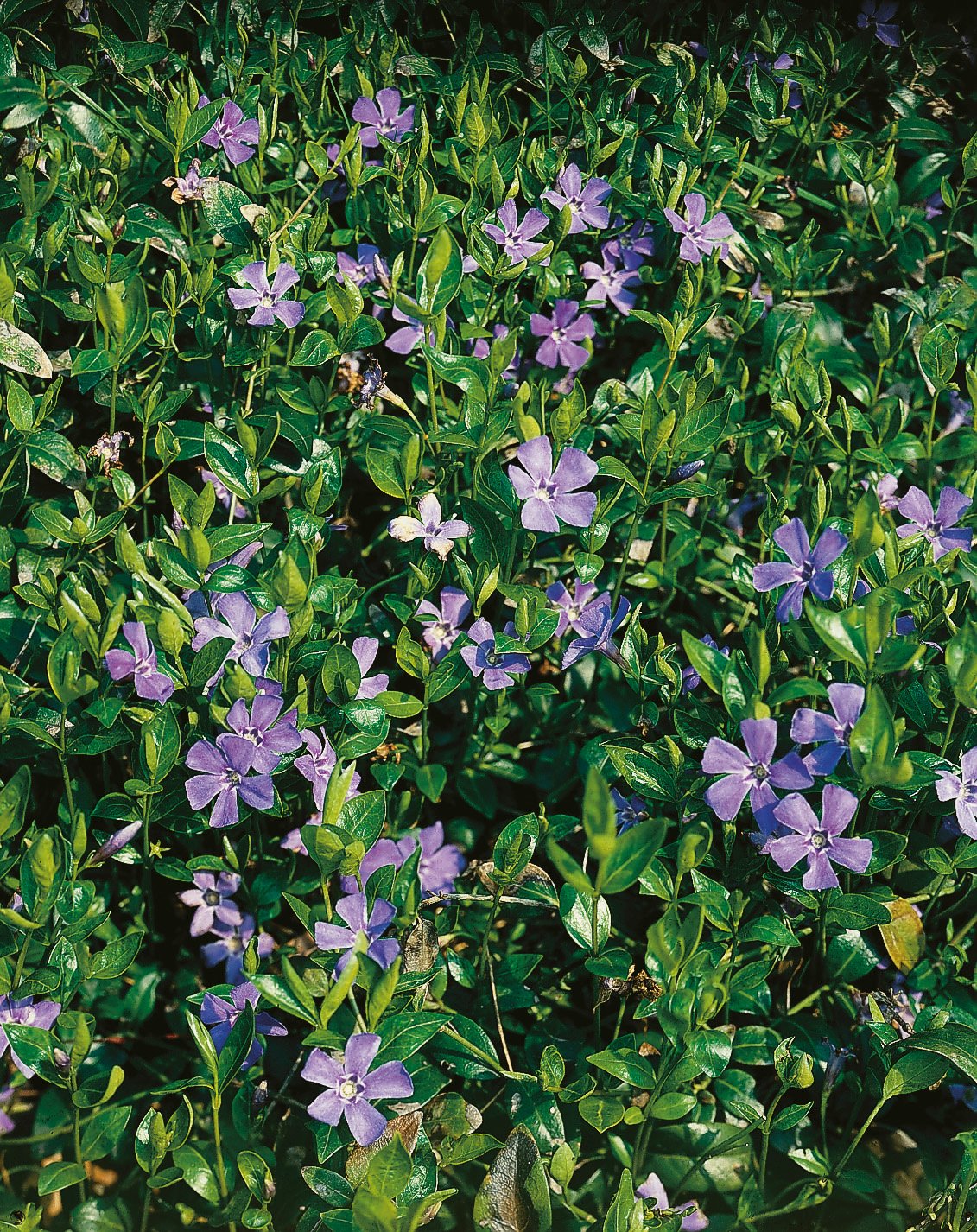 Vinca minor