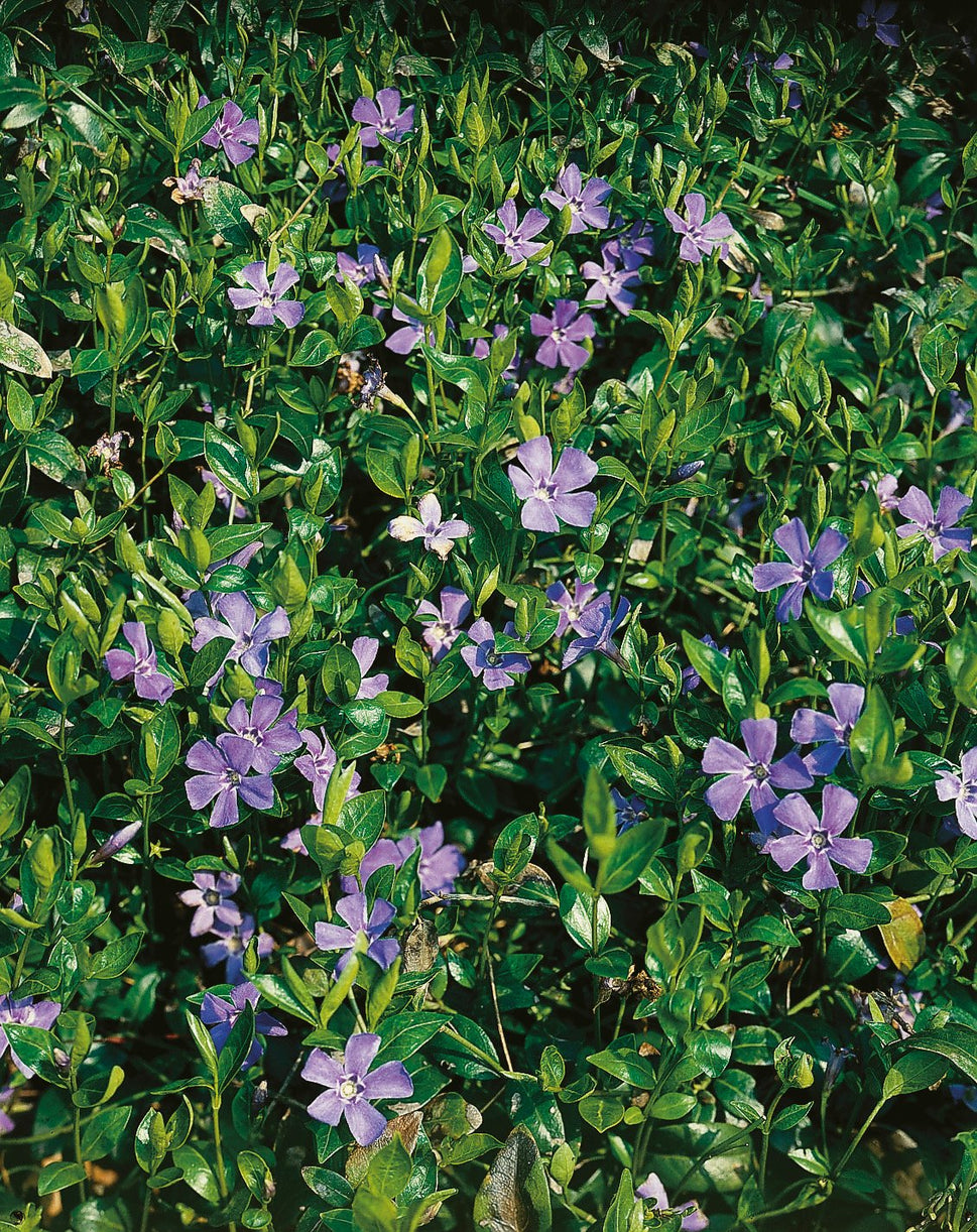 Vinca minor
