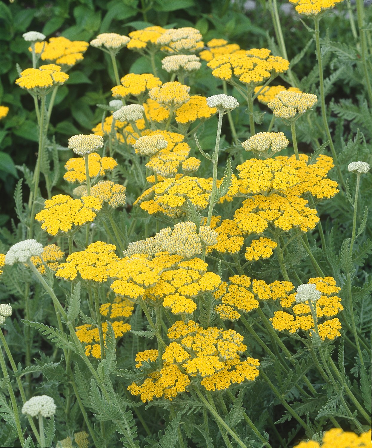Achillea 'Coronation Gold'