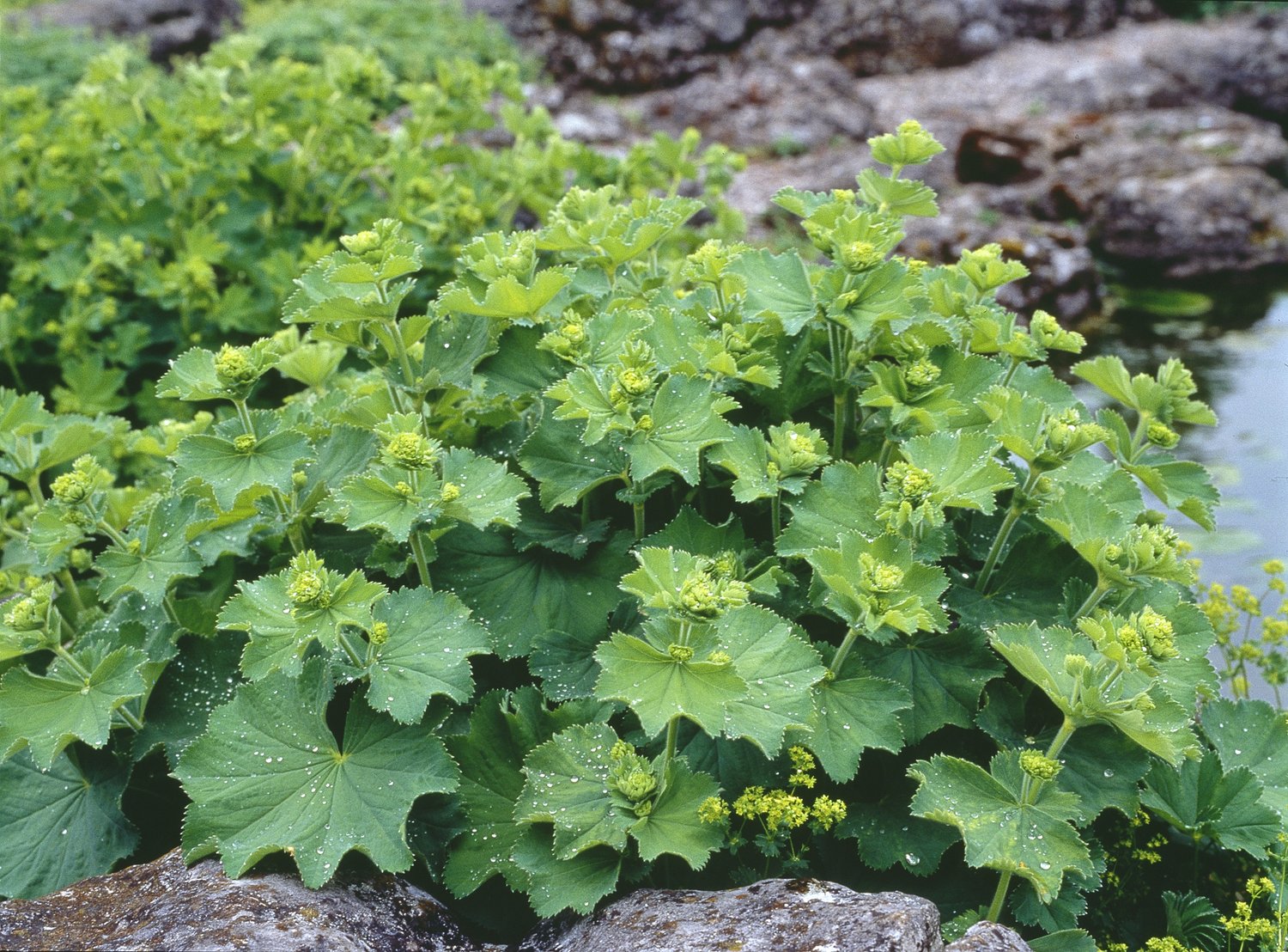 Alchemilla epipsila