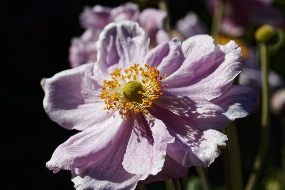 Anemone hybrida 'Königin Charlotte'