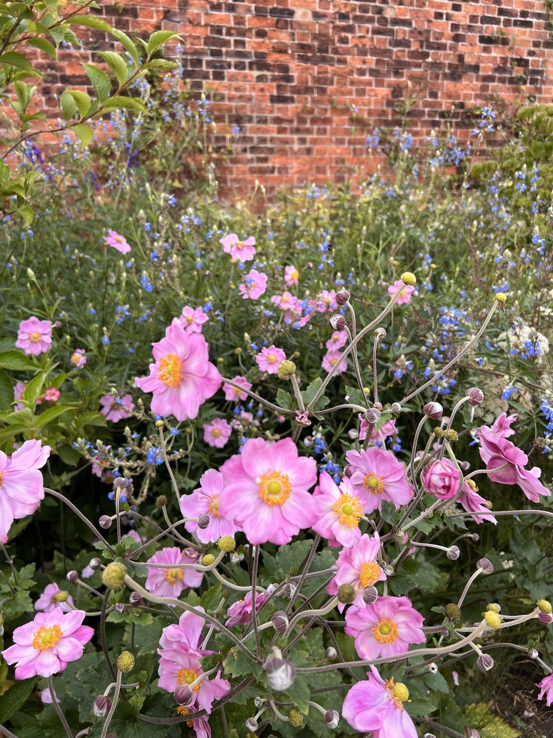 Anemone hybrida 'Königin Charlotte'