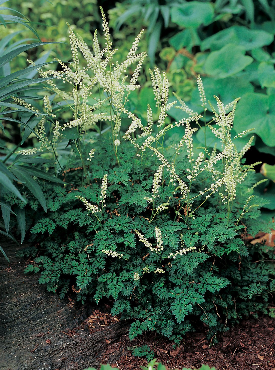 Aruncus aethusifolius