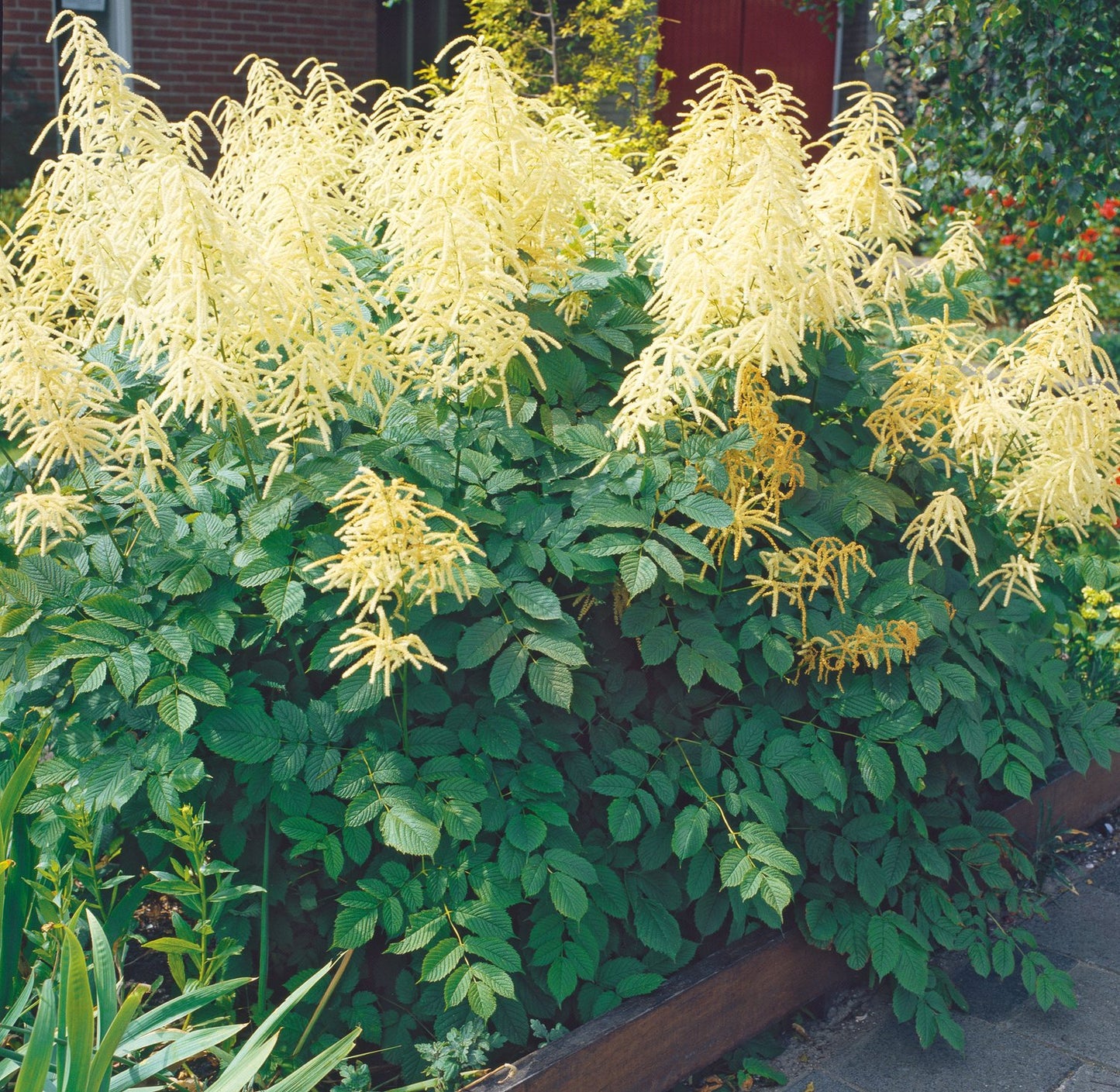 Aruncus dioicus