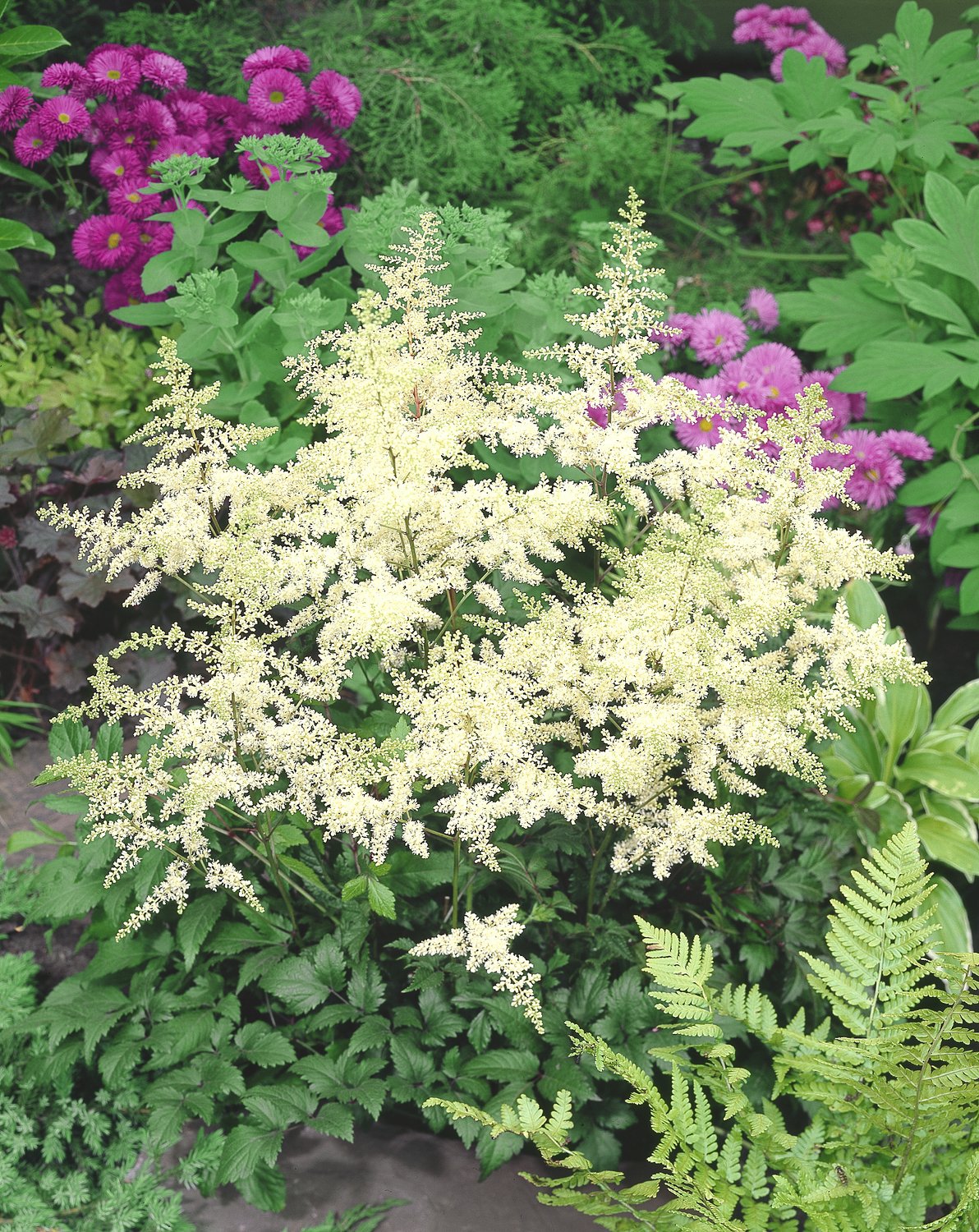 Astilbe (Arendsii-Gr.) 'Brautschleier'