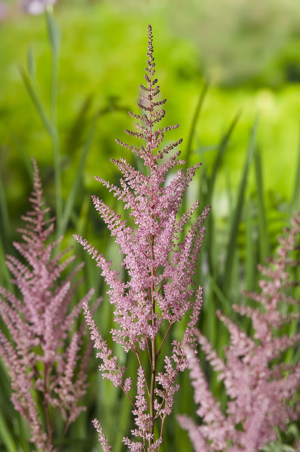 Astilbe (Arendsii-Gr.) 'Erika'