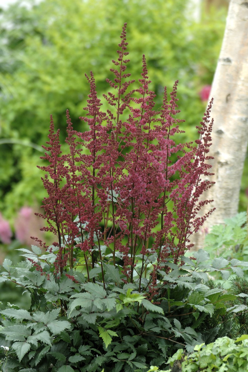 Astilbe (Arendsii-Gr.) 'Etna'