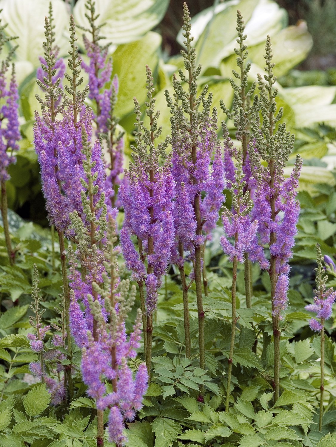 Astilbe chinensis 'Pumila'