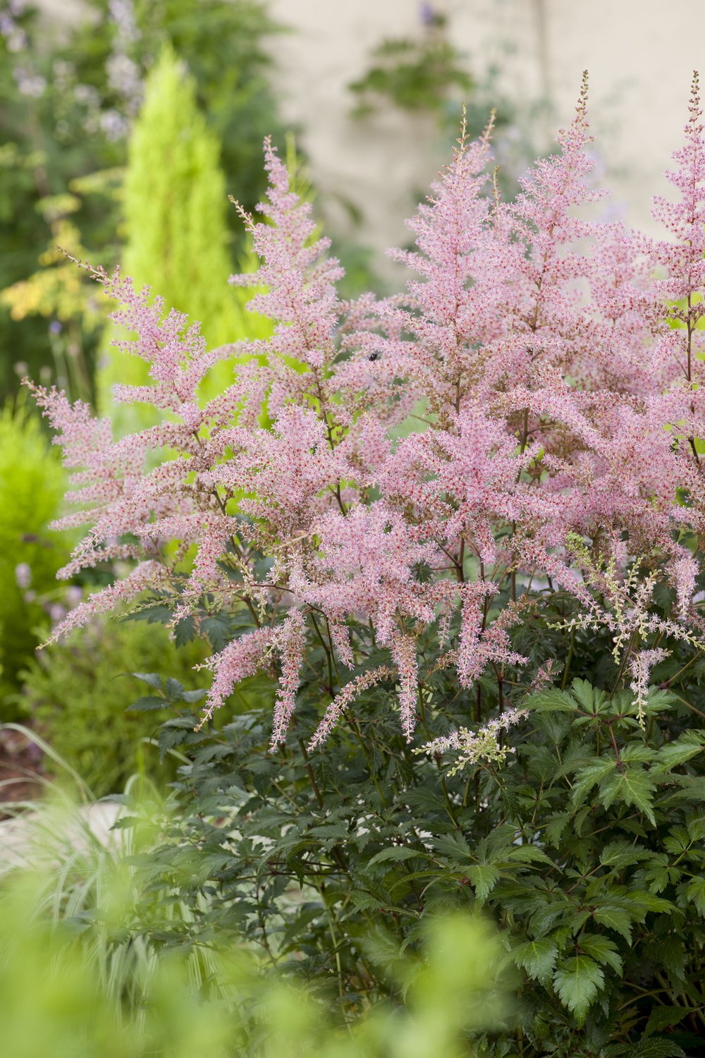 Astilbe (Simplicifolia-Gr.) 'Sprite'