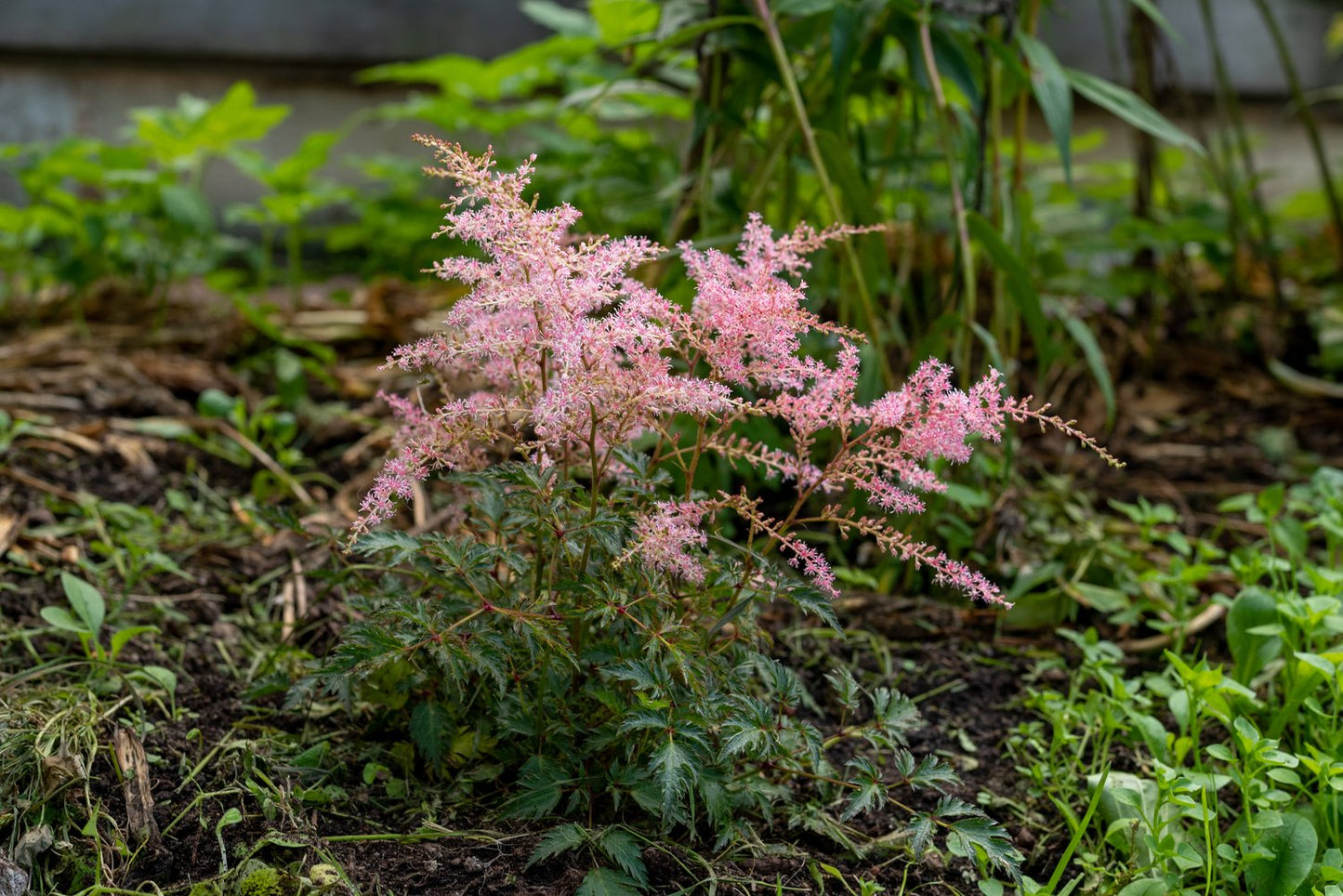 Astilbe (Simplicifolia-Gr.) 'Sprite'