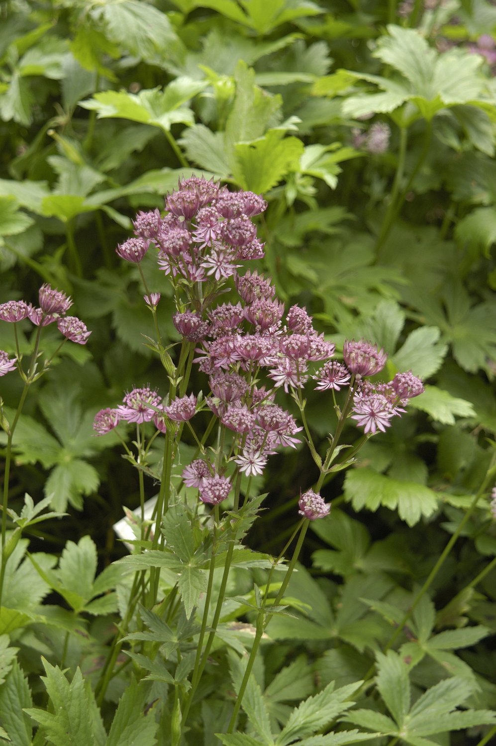 Astrantia major