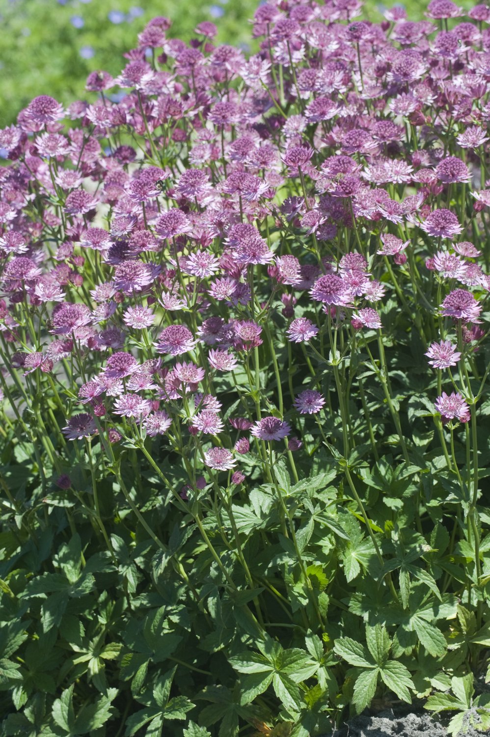 Astrantia major 'Roma'