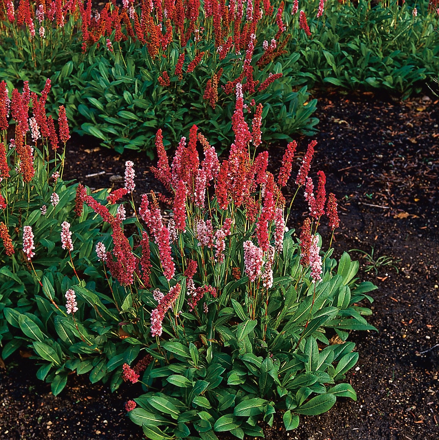 Bistorta affinis 'Darjeeling Red'