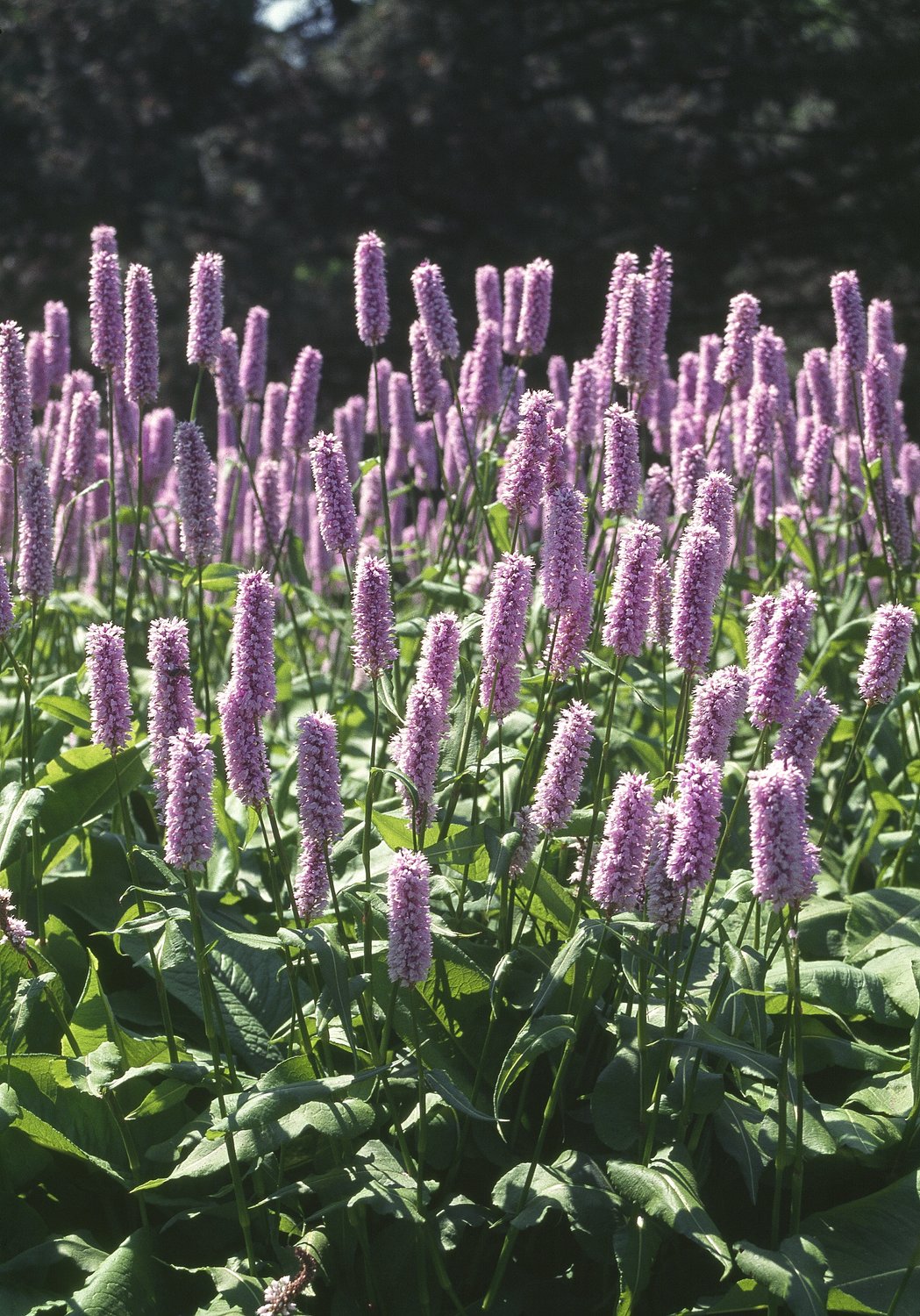 Bistorta officinalis 'Superba'