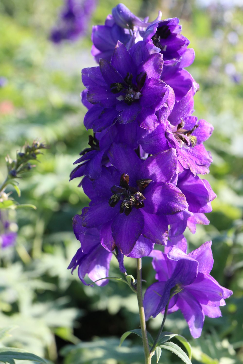 Delphinium (Elatum-Gr.) 'Black Knight'