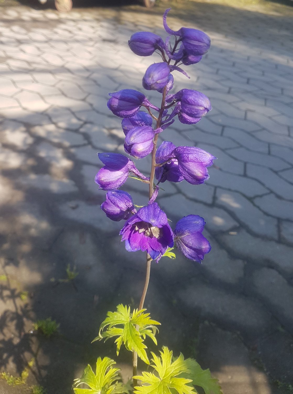 Delphinium (Elatum-Gr.) 'Black Knight'