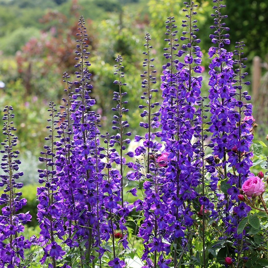 Delphinium (Elatum-Gr.) 'Black Knight'