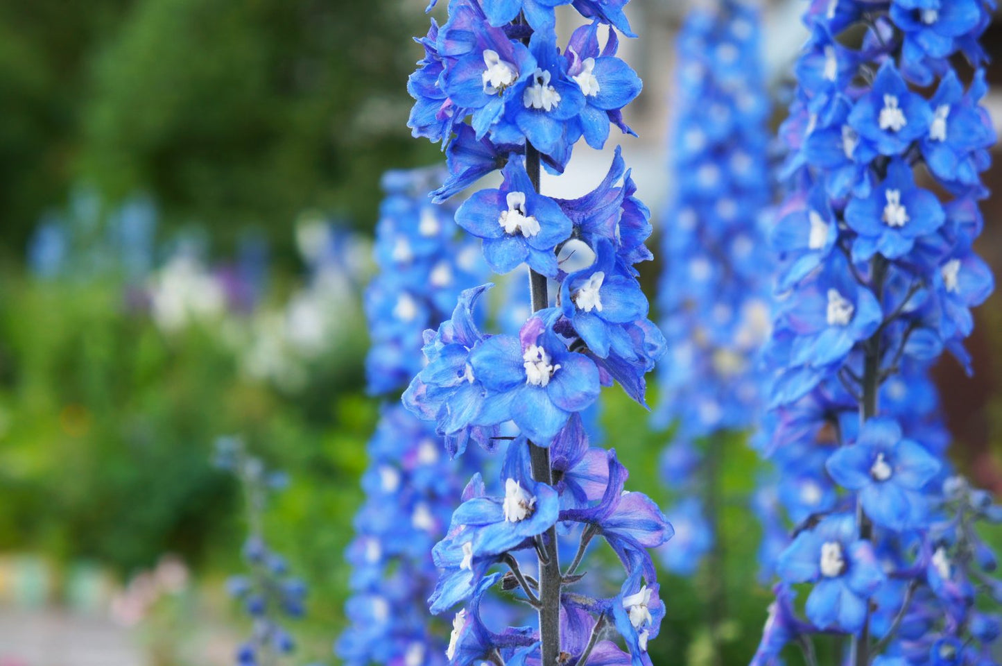 Delphinium (Elatum-Gr.) 'Blue Bird'