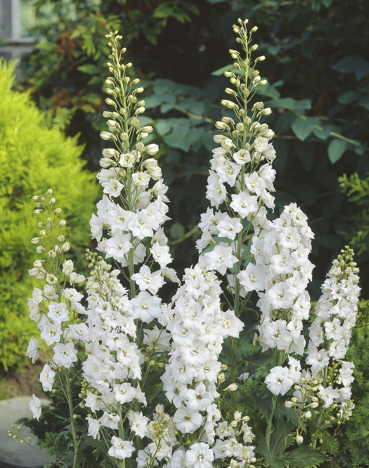 Delphinium (Elatum-Gr.) 'Galahad'