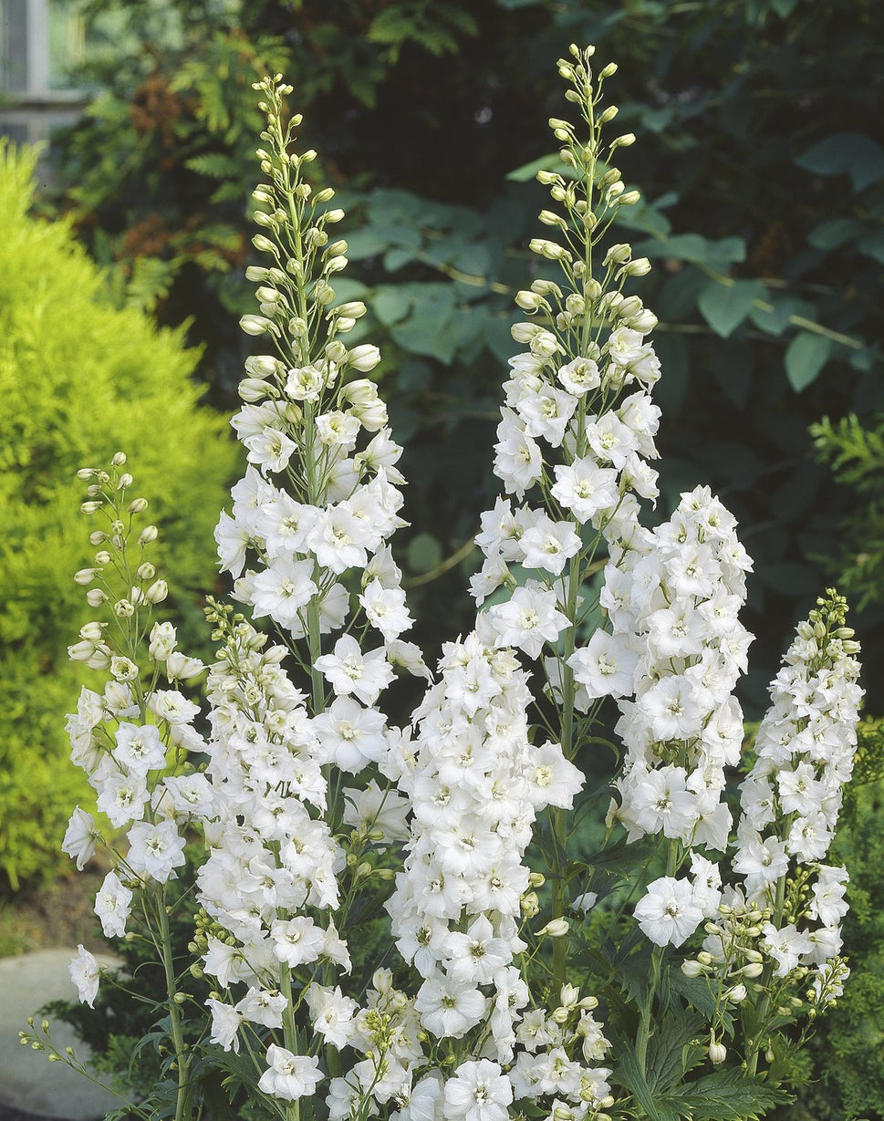 Delphinium (Elatum-Gr.) 'Galahad'