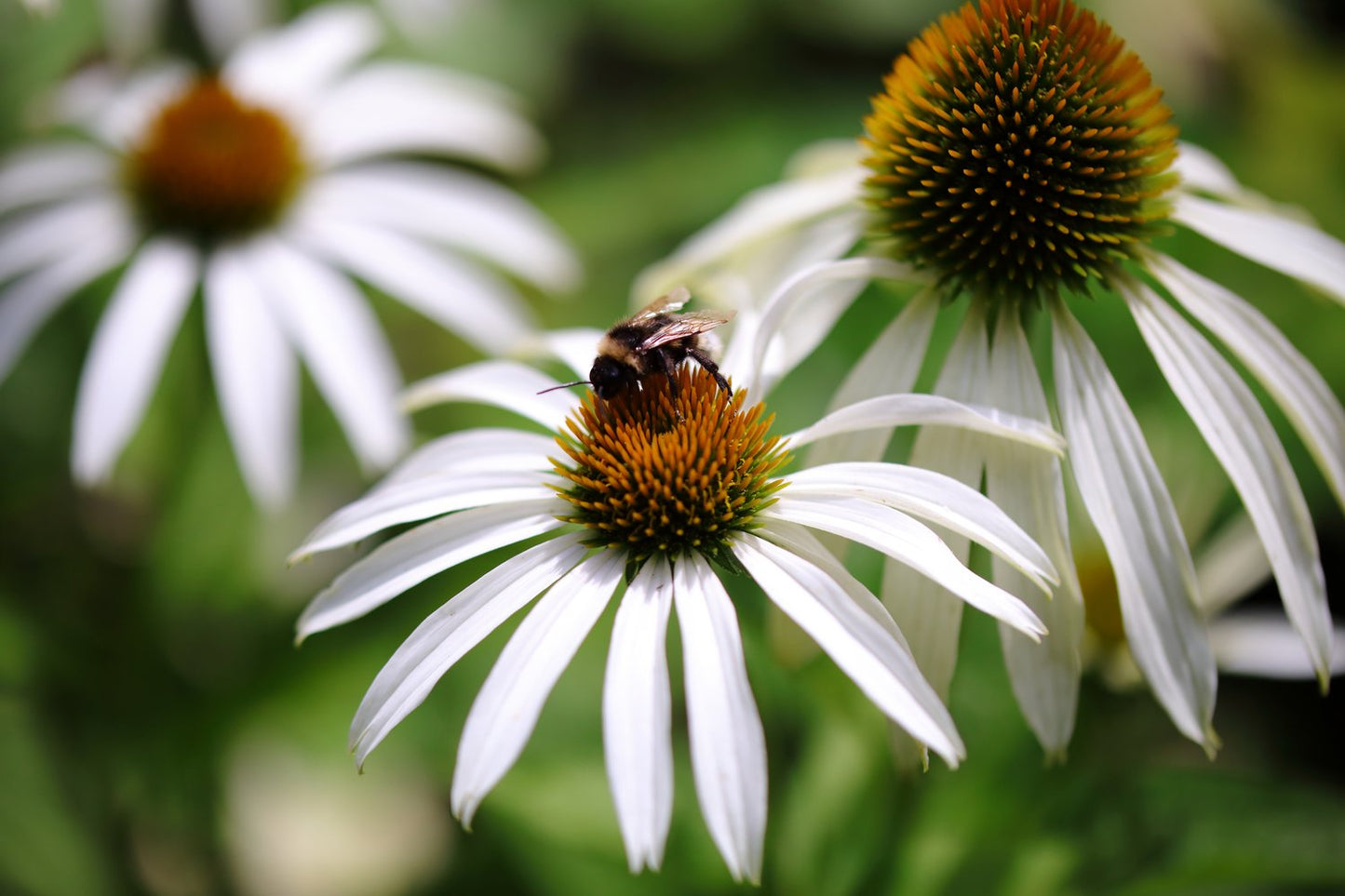 Echinacea purpurea 'Alba'