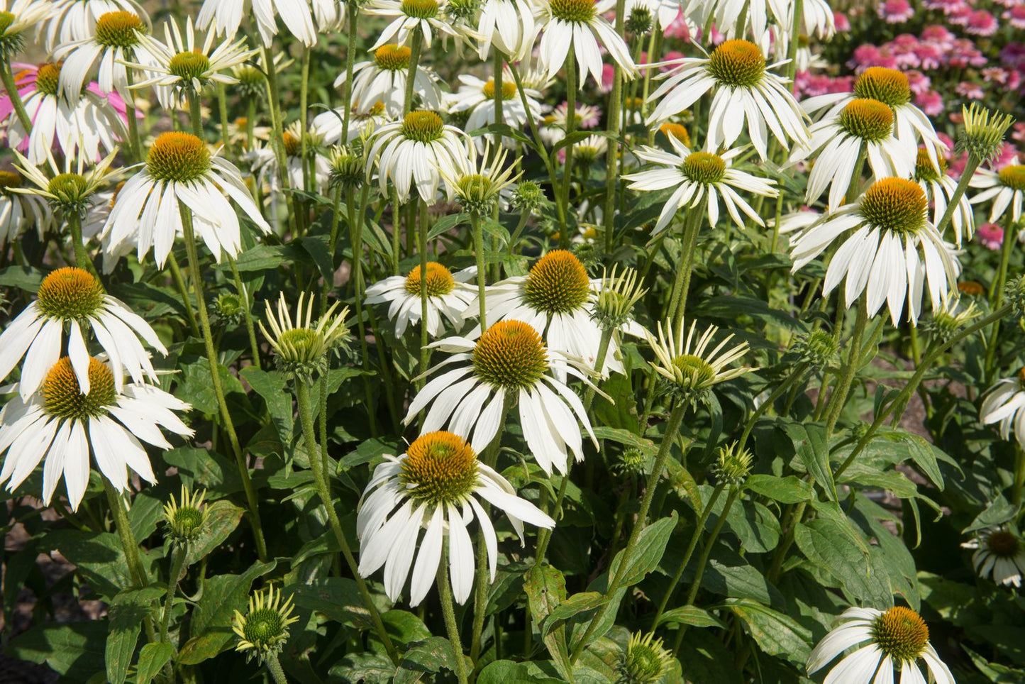 Echinacea purpurea 'Alba'