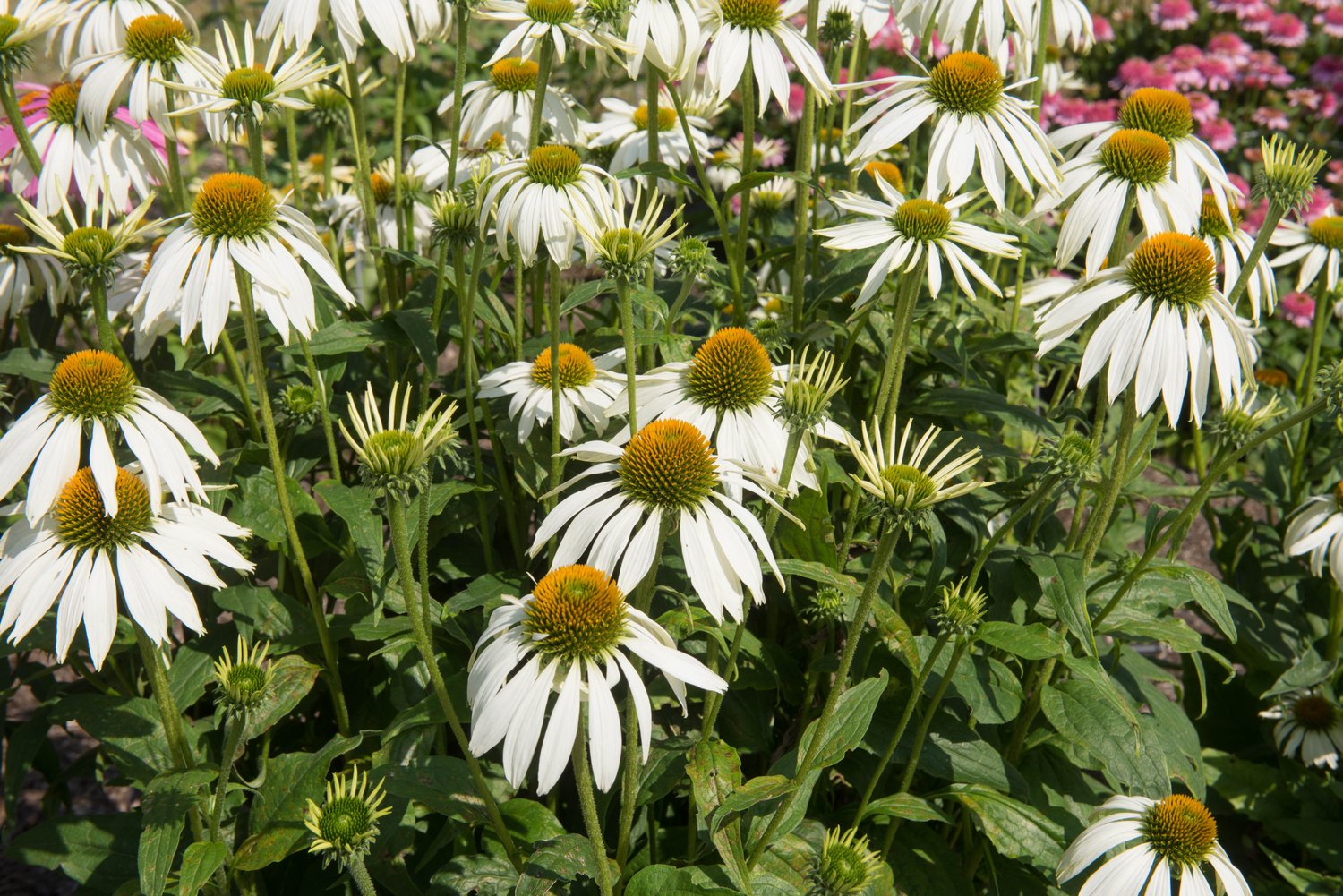 Echinacea purpurea 'Alba'