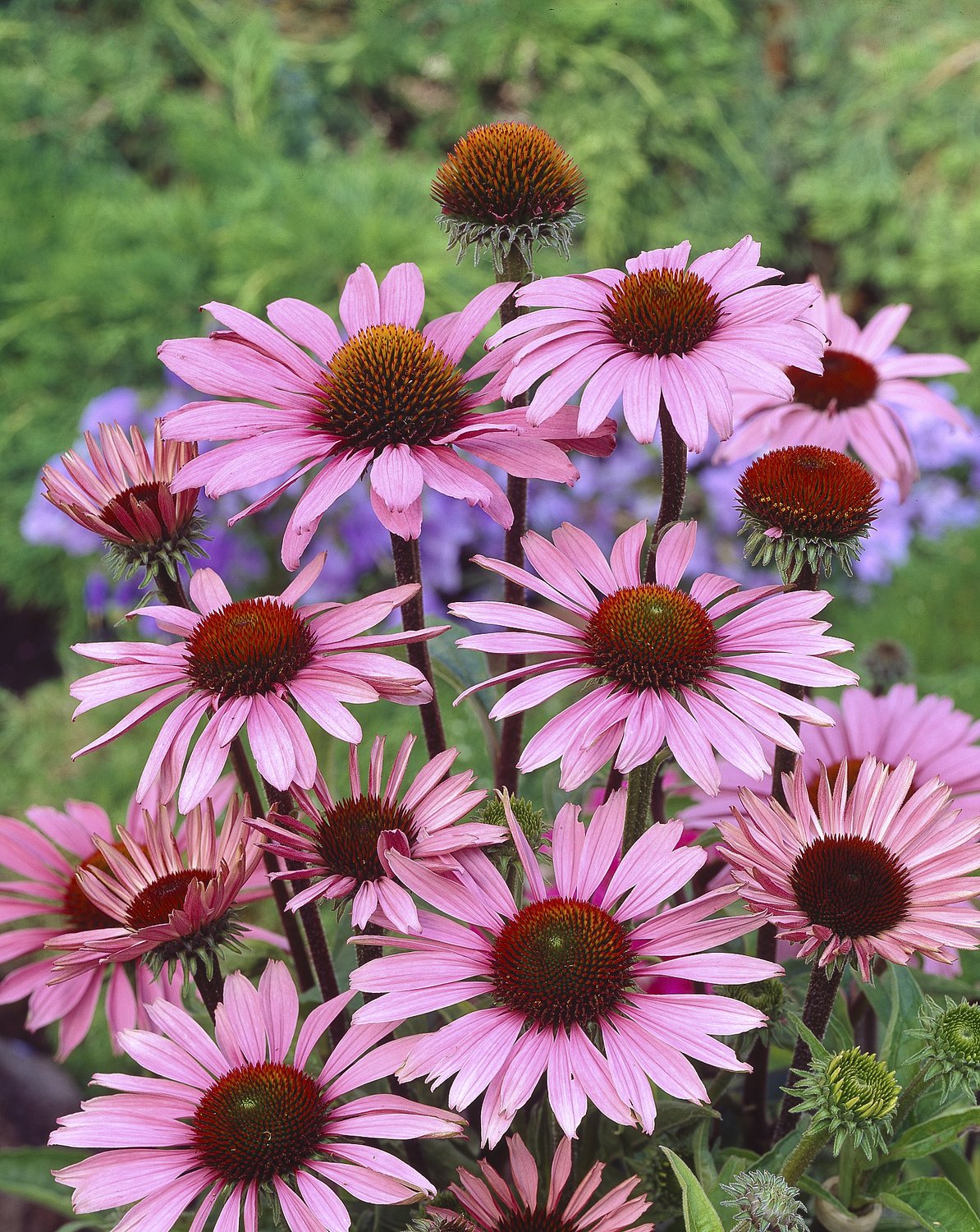 Echinacea purpurea 'Magnus'