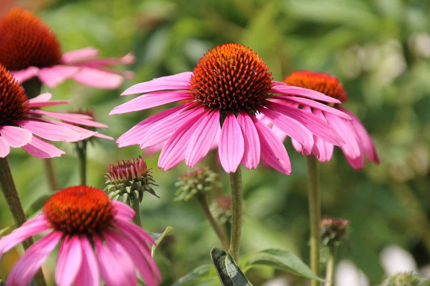 Echinacea purpurea 'Magnus'