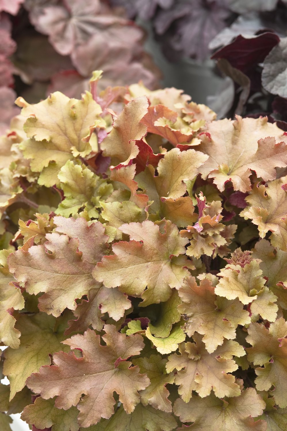 Heuchera 'Marmalade'