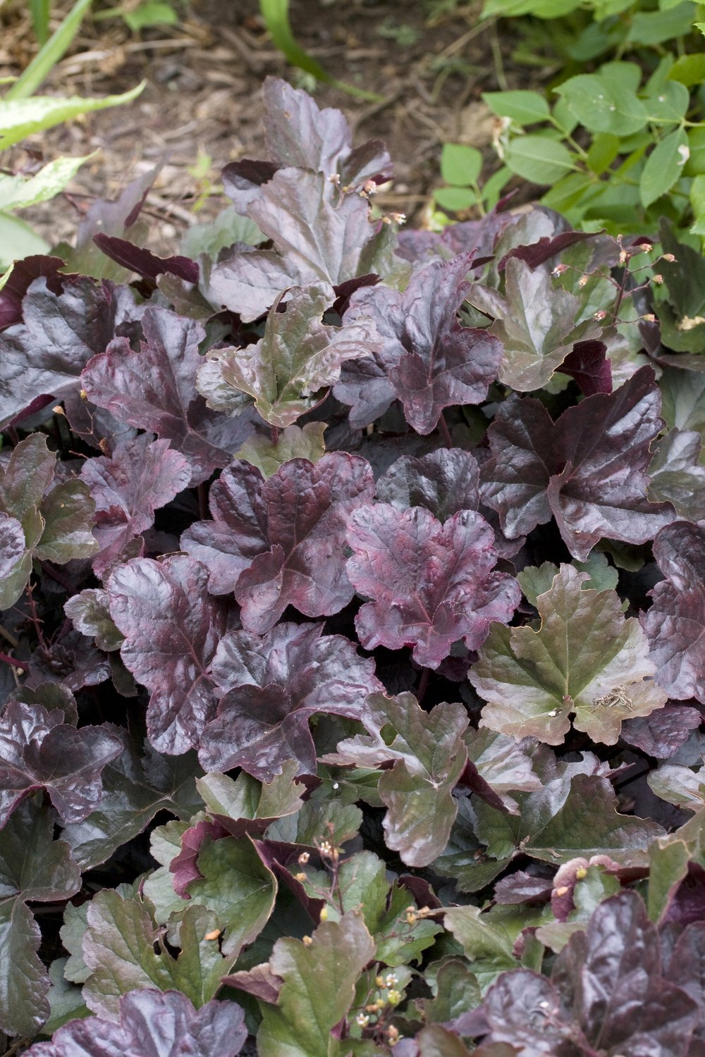 Heuchera 'Obsidian'