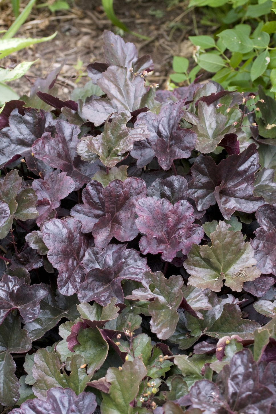 Heuchera 'Obsidian'