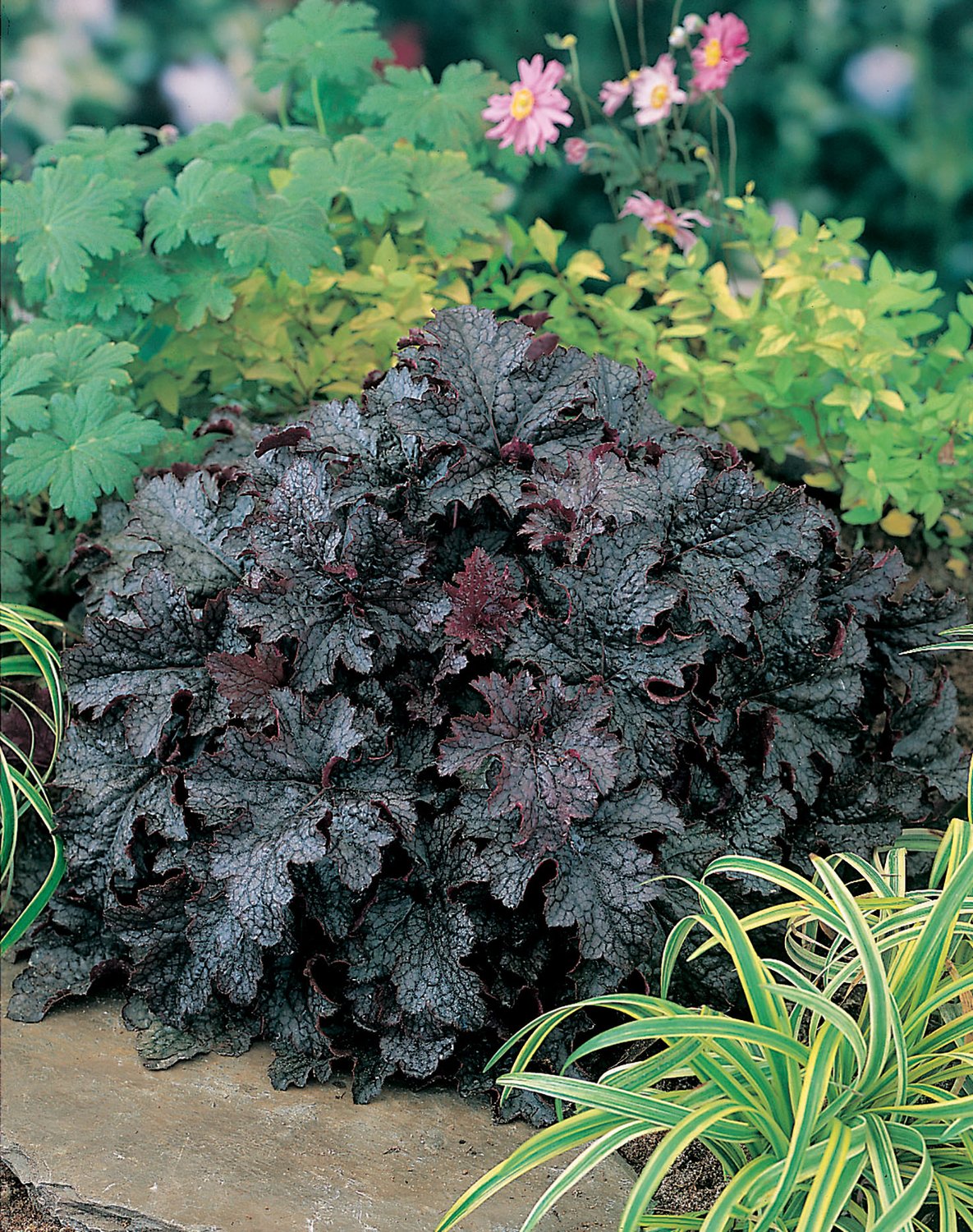 Heuchera 'Plum Pudding'