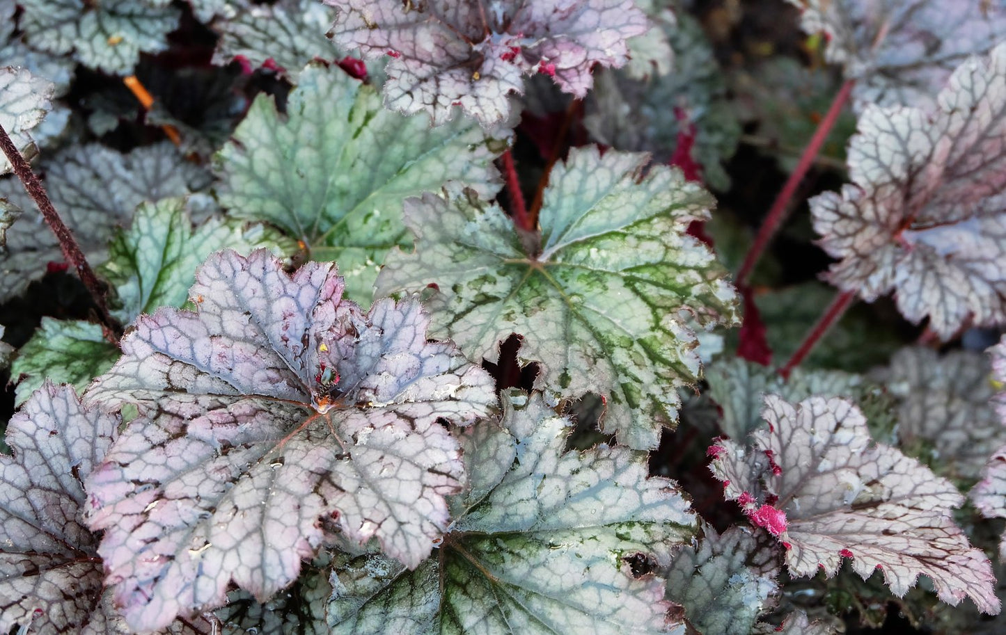 Heuchera 'Plum Pudding'