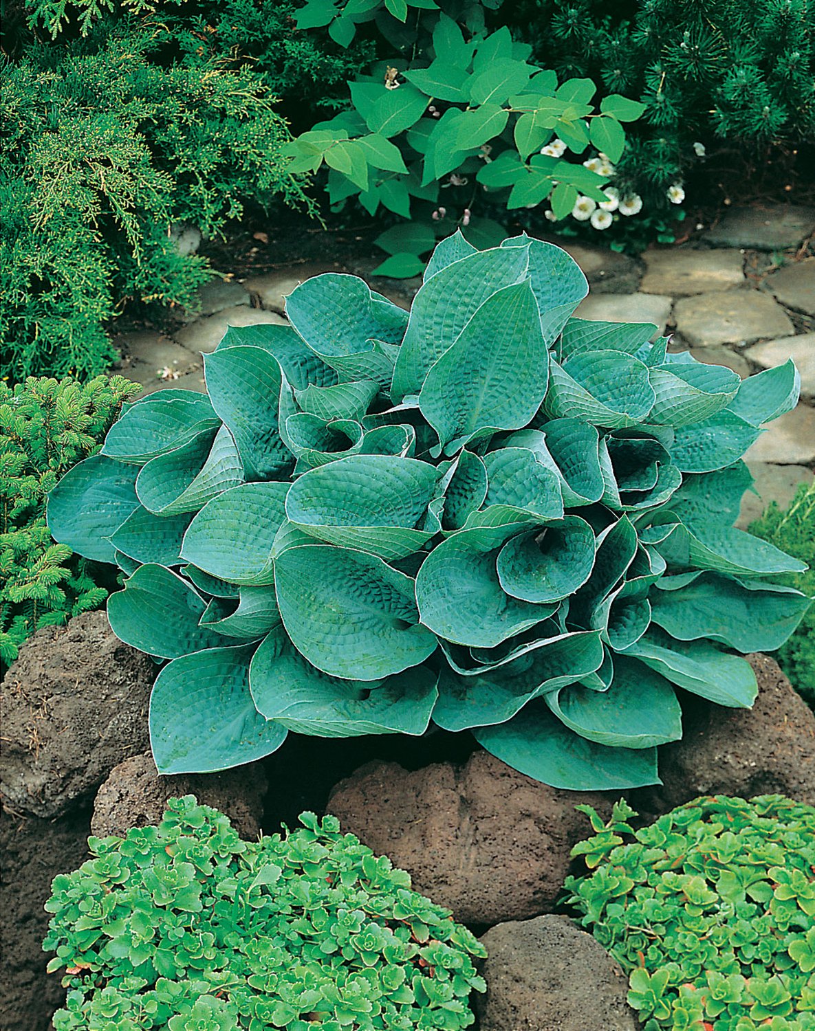 Hosta 'Big Daddy'