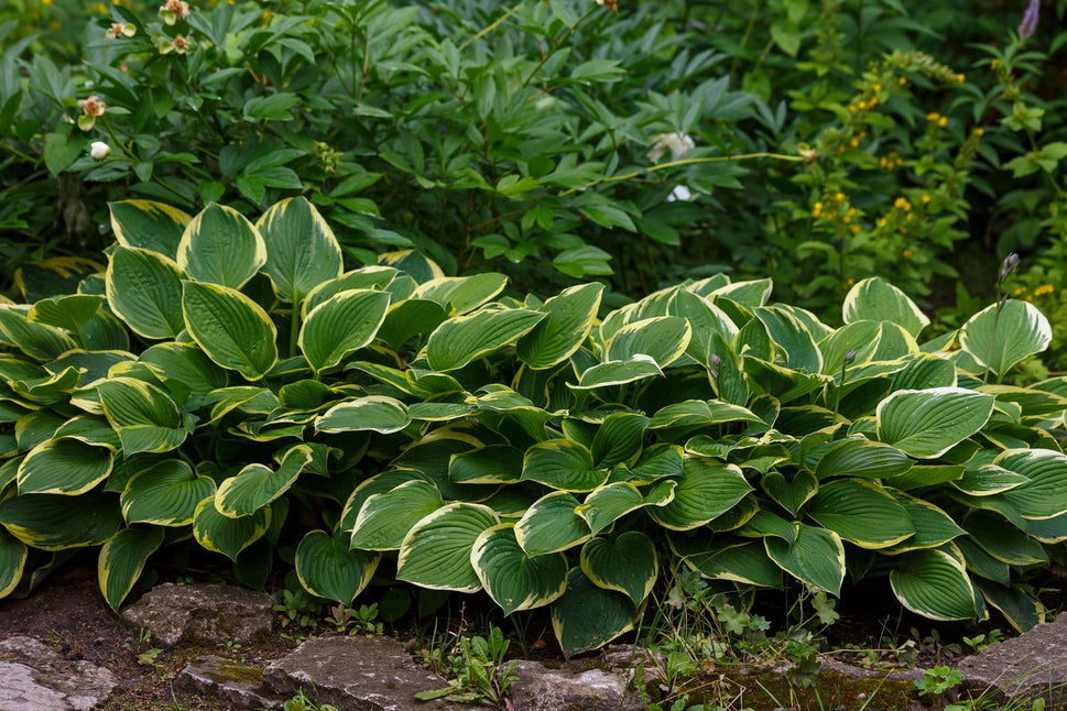 Hosta fortunei 'Aureomarginata'