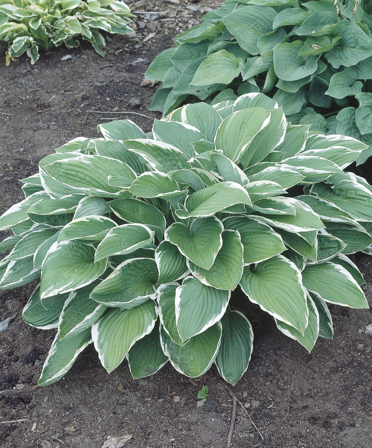 Hosta fortunei 'Francee'
