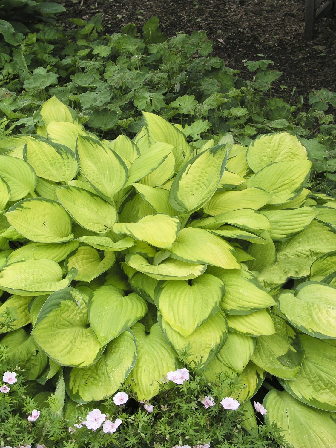 Hosta fortunei 'Gold Standard'