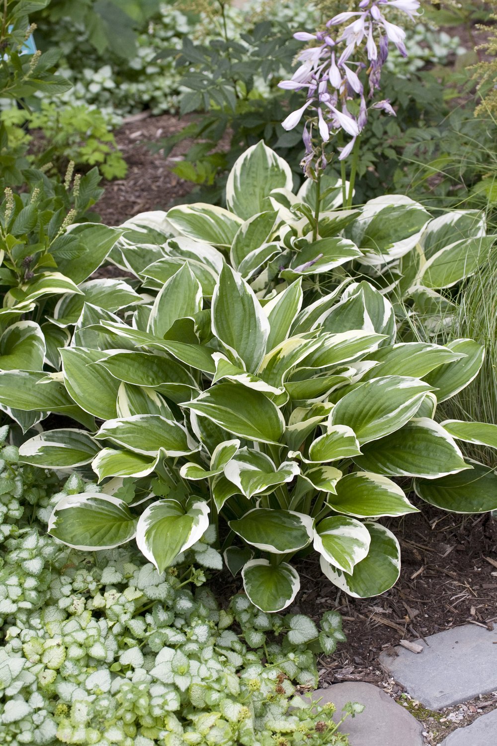 Hosta fortunei 'Patriot'
