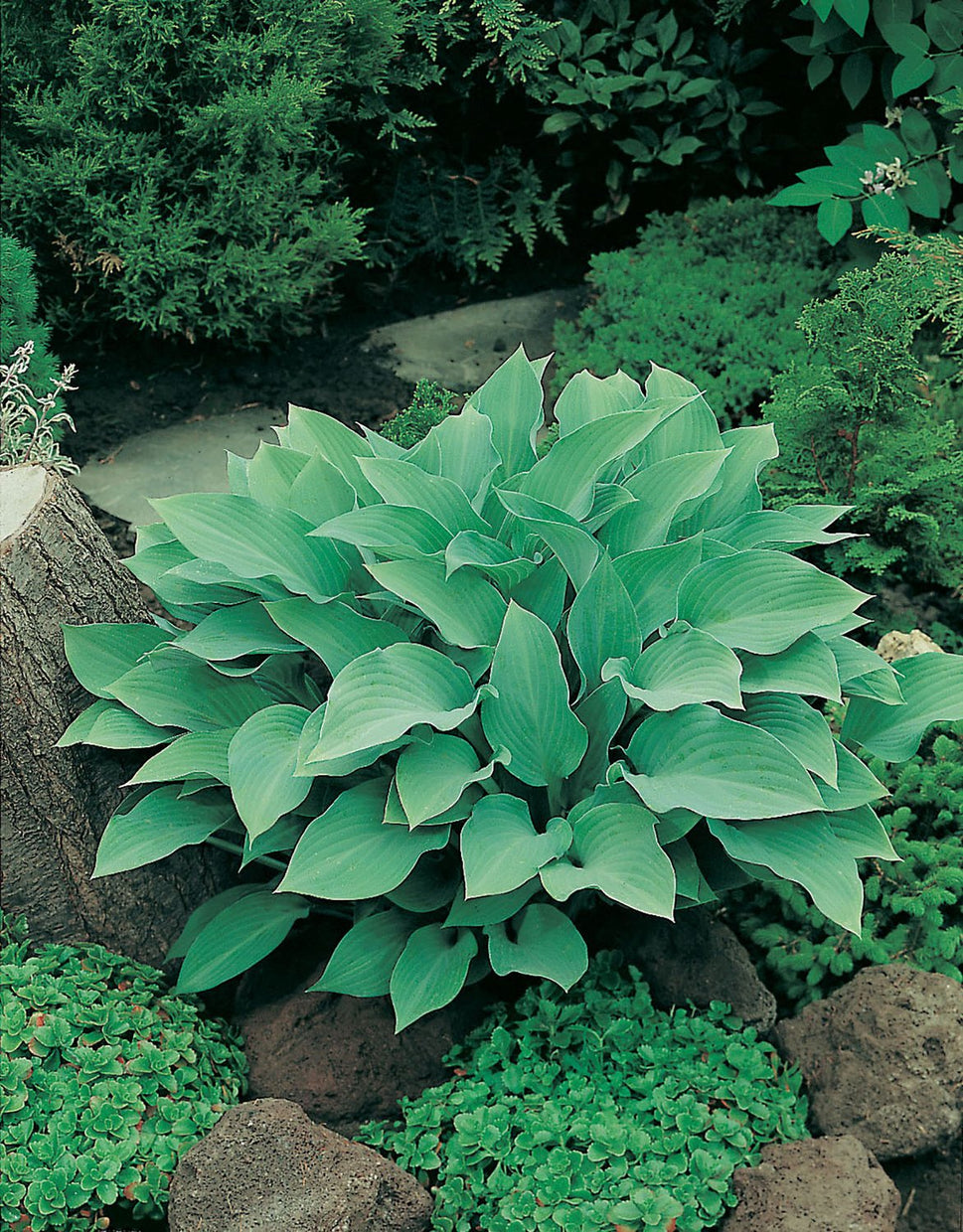 Hosta 'Krossa Regal'