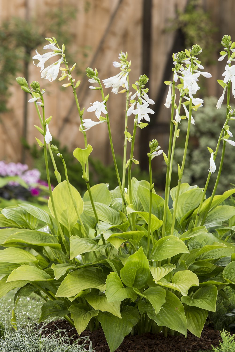 Hosta 'Royal Standard'