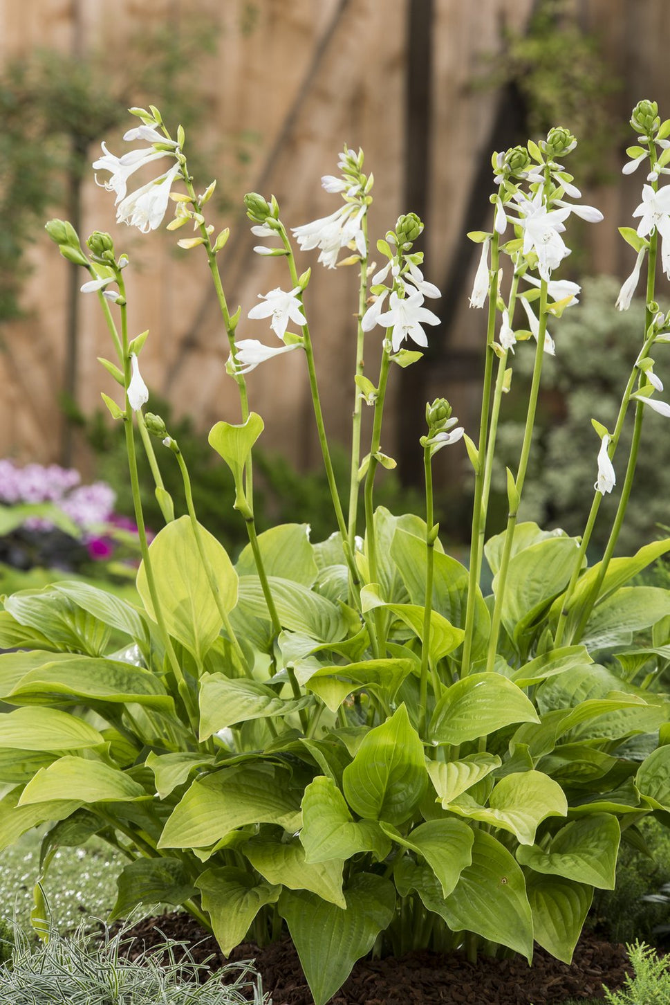 Hosta 'Royal Standard'